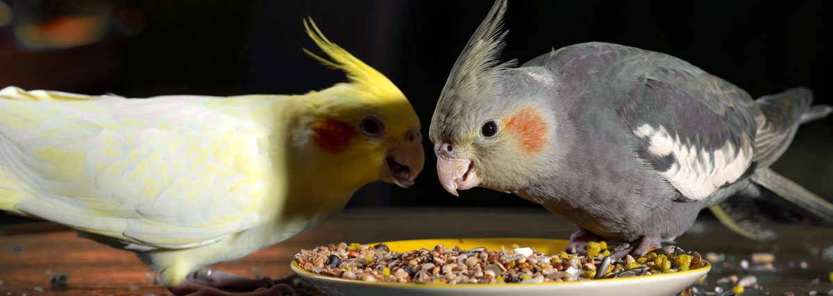 Deux petits oiseaux qui mangent dans la cage | PITOU MINOU & COMPAGNONS