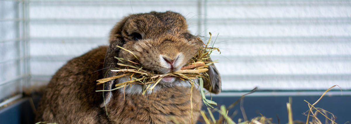 Lapin qui mange dans sa cage lapins | PITOU MINOU & COMPAGNONS