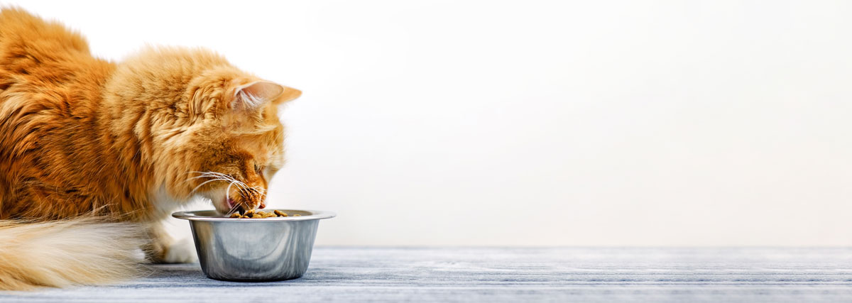 Cat eating cat food in bowl | PITOU MINOU & COMPAGNONS