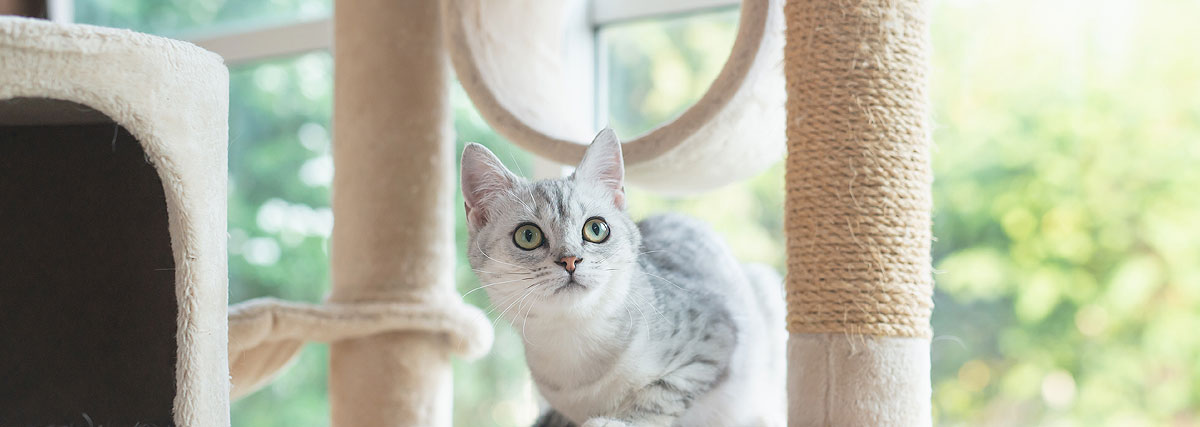 Kitten in a cat tree | PITOU MINOU & COMPAGNONS