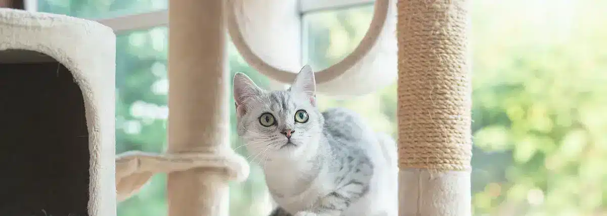 Chaton dans un arbre à chat | PITOU MINOU & COMPAGNONS