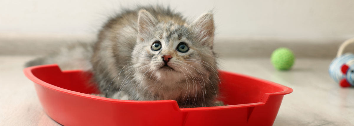 Bébé chat dans une litière chaton | PITOU MINOU & COMPAGNONS