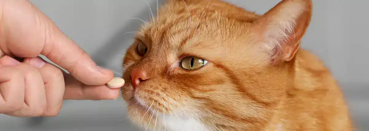 Chat qui prend un supplément en pilule | PITOU MINOU & COMPAGNONS