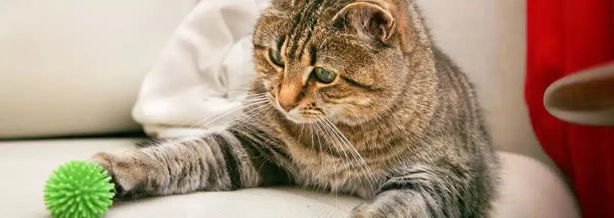 Petit chat qui joue avec balle verte | PITOU MINOU & COMPAGNONS