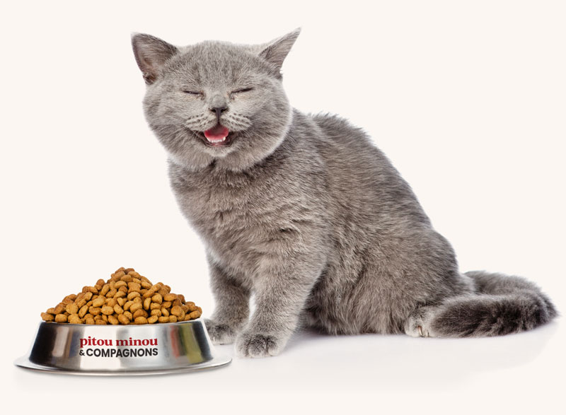 Petit chat gris qui sourit avec son bol de nourriture | PITOU MINOU & COMPAGNONS