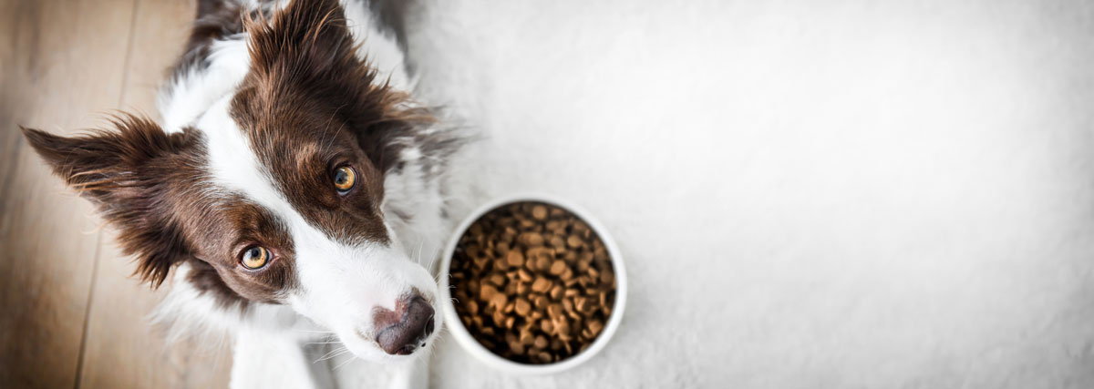 Beau chien devant son bol de nourriture pour chien | PITOU MINOU & COMPAGNONS