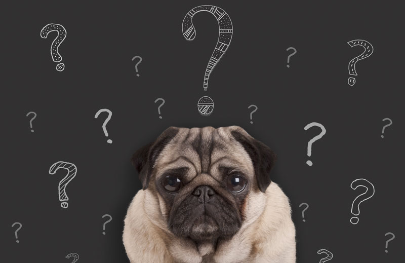 Pug dog that is asking questions | PITOU MINOU & COMPAGNONS