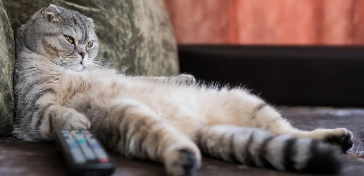 Chat obèse avec télécommande de télévision | PITOU MINOU & COMPAGNONS