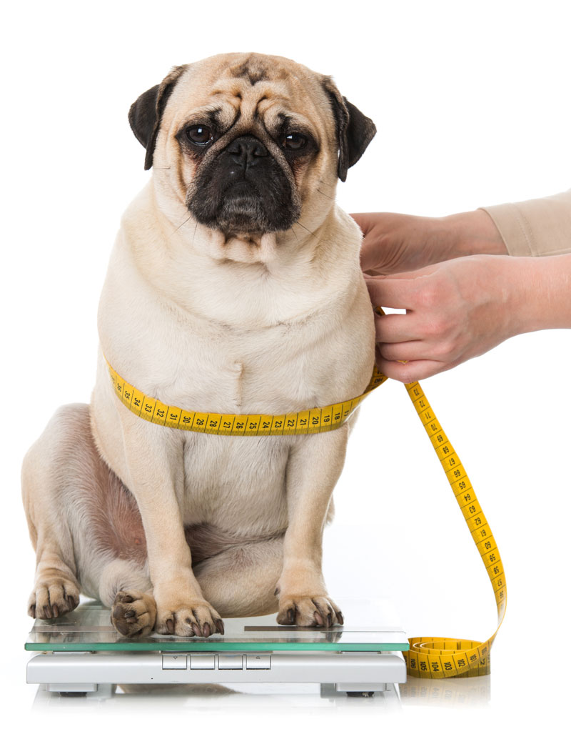 Obese dog with tape measure around waist that needs medical dog food | PITOU MINOU & COMPAGNONS