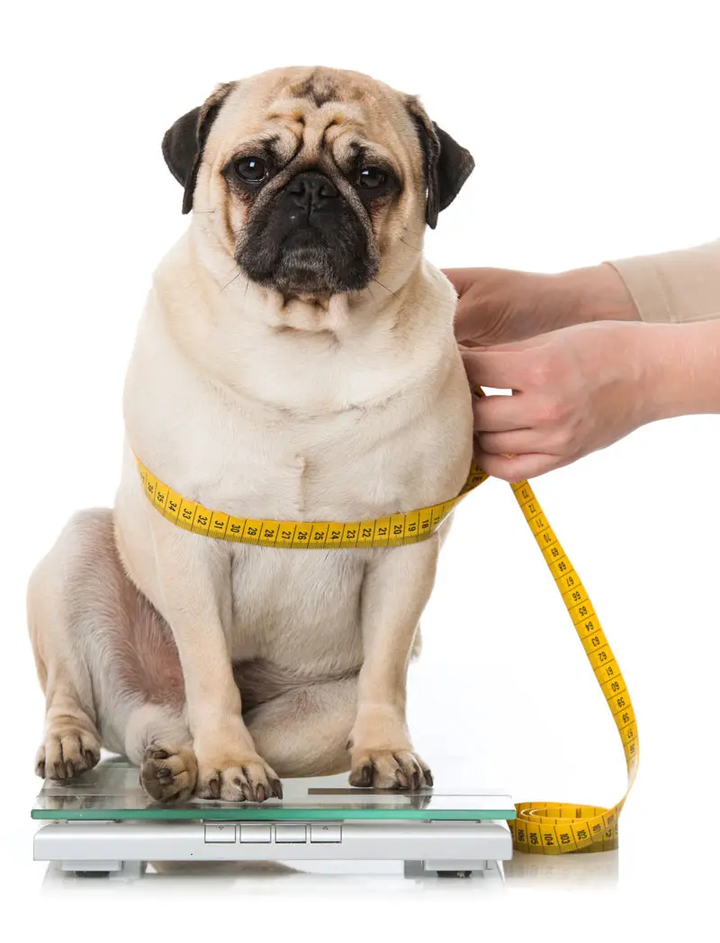 Chien obèse avec ruban à mesurer autour de la taille | PITOU MINOU & COMPAGNONS