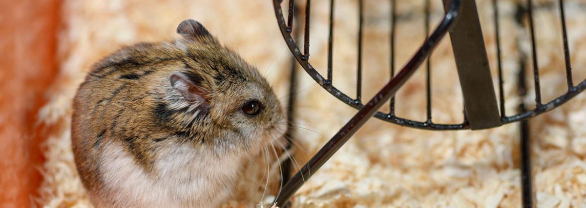 Petit hamster dans sa cage | PITOU MINOU & COMPAGNONS