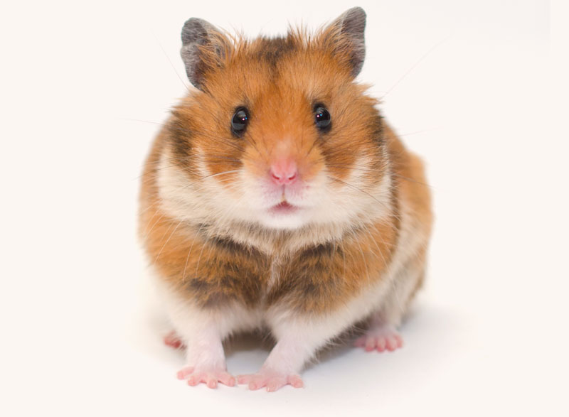 Petit hamster beige et brun | PITOU MINOU & COMPAGNONS