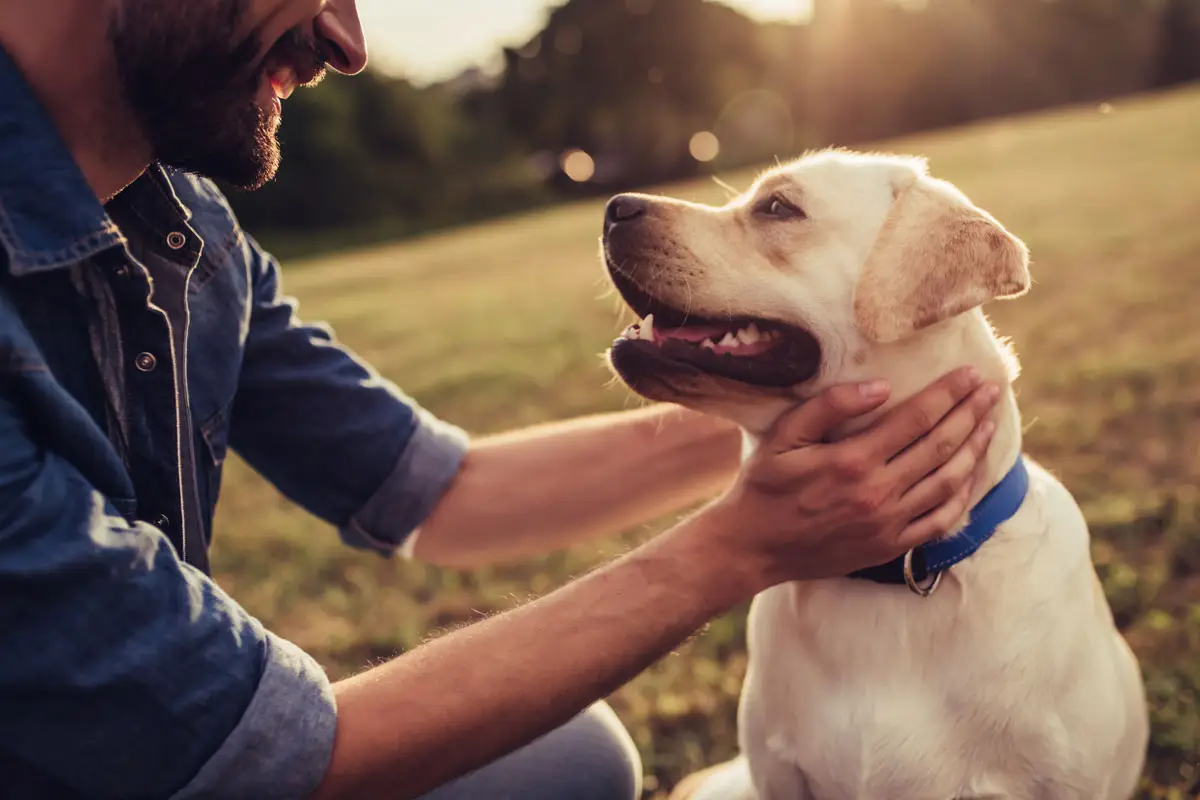 Beau chien dehors avec son maitre après avoir mangé de la nourriture pour chien | PITOU MINOU & COMPAGNONS