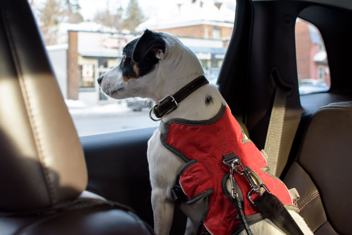 Jack Russell avec harnais pour chien dans l'auto | PITOU MINOU & COMPAGNONS