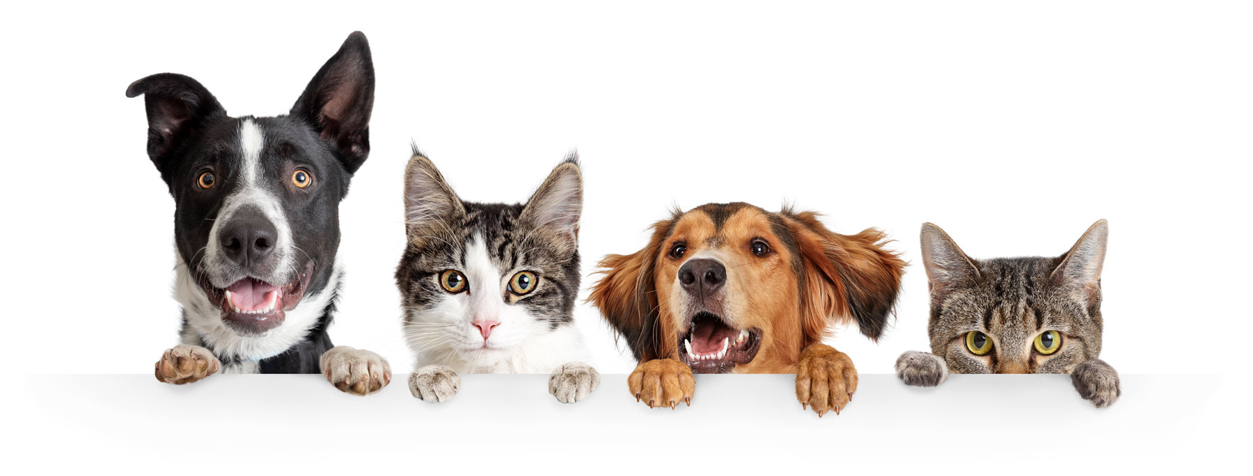 Chats et chiens qui nous regardent | PITOU MINOU & COMPAGNONS