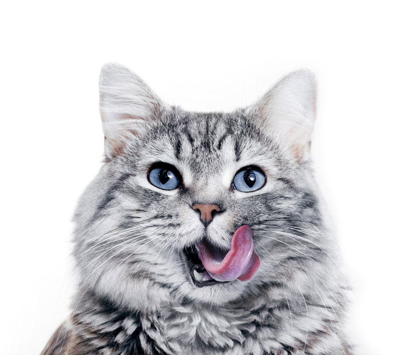 Cute gray cat | PITOU MINOU & COMPAGNONS