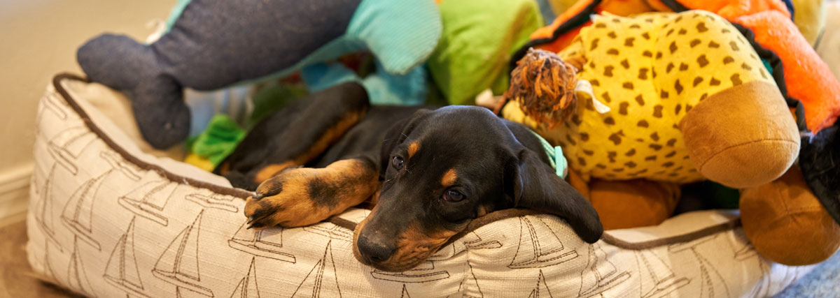 Jeune chien dans son petit lit avec jouets | PITOU MINOU & COMPAGNONS