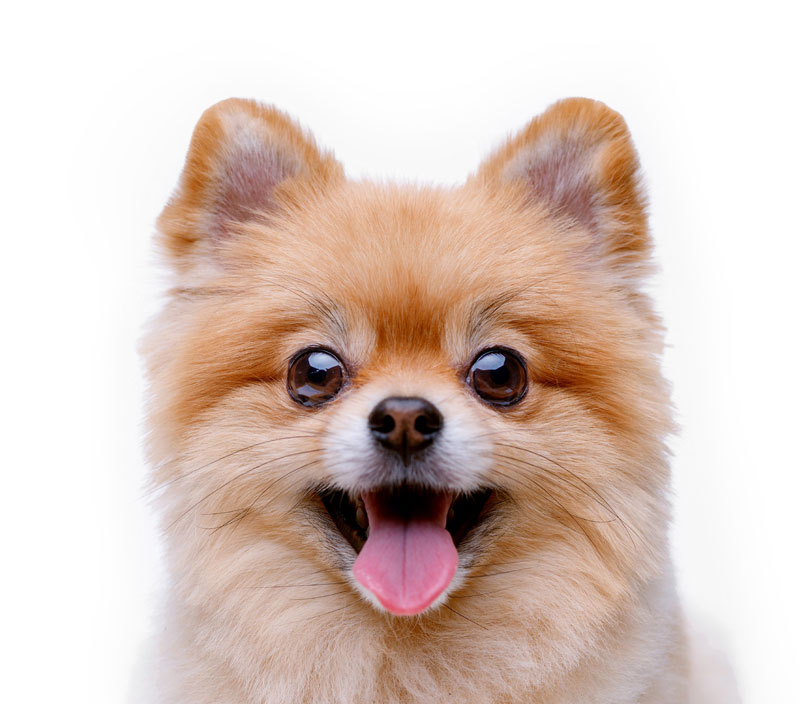 Beau petit chien poméranien | PITOU MINOU & COMPAGNONS