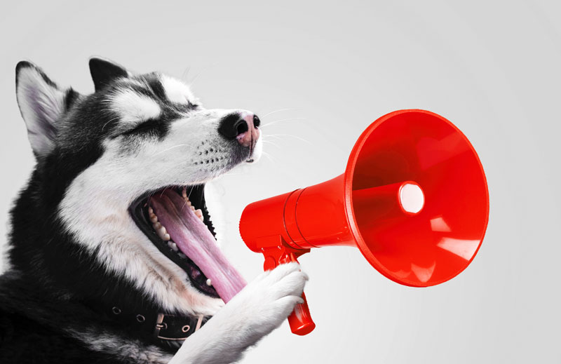 Dog barking a message on megaphone | PITOU MINOU & COMPAGNONS