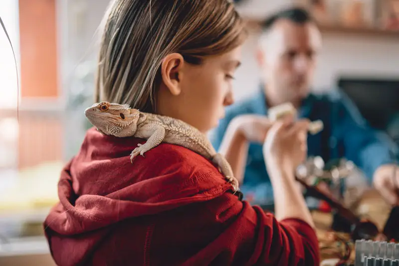 Petite fille avec un lézard sur son épaule | PITOU MINOU & COMPAGNONS
