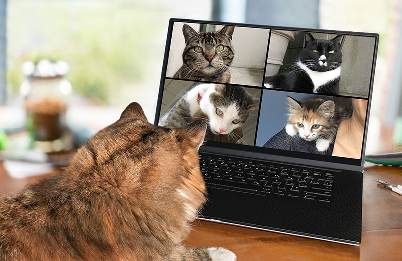 Cat browsing on a computer | PITOU MINOU & COMPAGNONS
