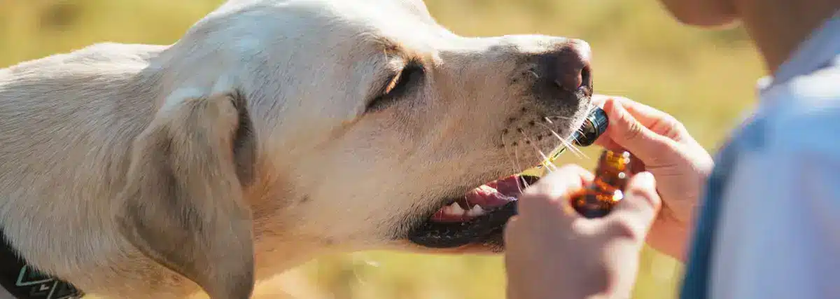 Chien qui prend des suppléments oraux | PITOU MINOU & COMPAGNONS