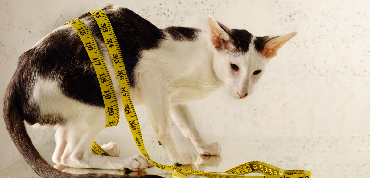 Skinny cat with tape measure around waist that needs medical cat food | PITOU MINOU & COMPAGNONS