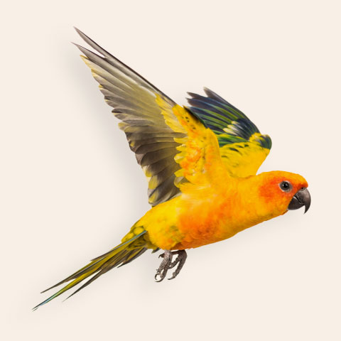 Perroquet jaune en plein vol | PITOU MINOU & COMPAGNONS