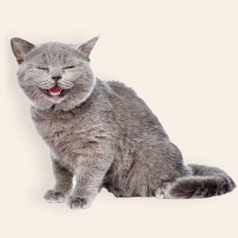 Happy cat that loves cat food | PITOU MINOU & COMPAGNONS