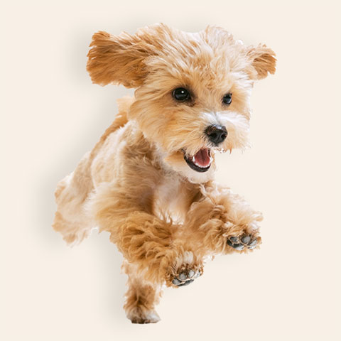 Petit chien qui cours | PITOU MINOU & COMPAGNONS