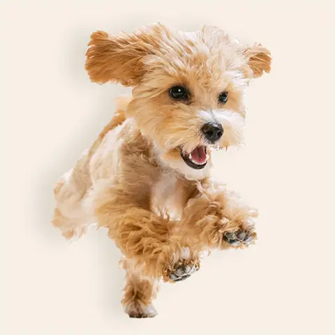 Petit chien qui cours vers la nourriture pour chien | PITOU MINOU & COMPAGNONS