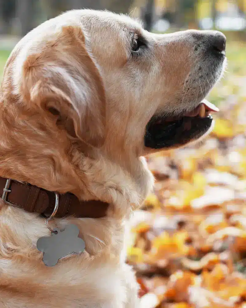 Accessoire pour chien | PITOU MINOU & COMPAGNONS