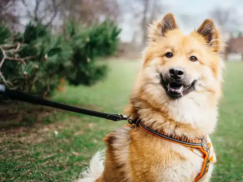 Accessoire pour chien | PITOU MINOU & COMPAGNONS