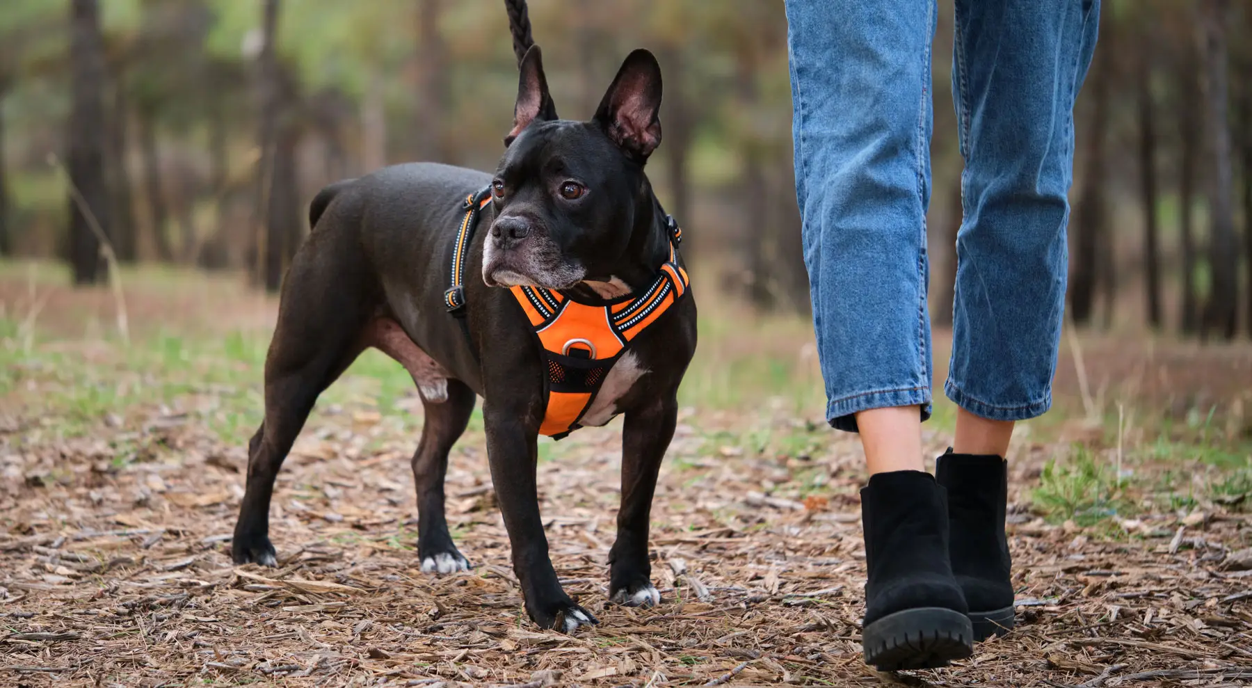 Accessoire pour chien | PITOU MINOU & COMPAGNONS