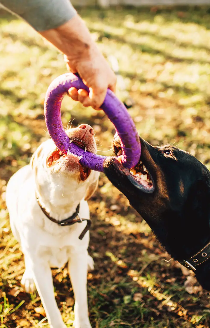 Accessoire pour chien | PITOU MINOU & COMPAGNONS