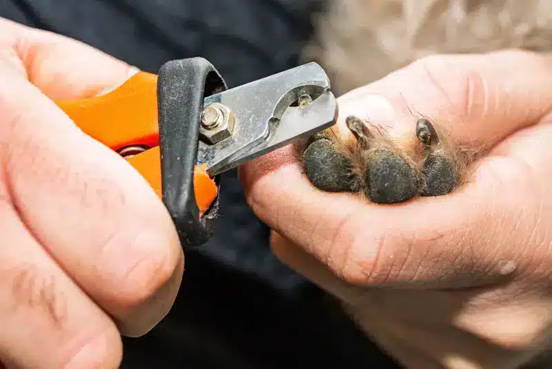 Comment couper les griffes de son chien | Pitou Minou et Compagnons