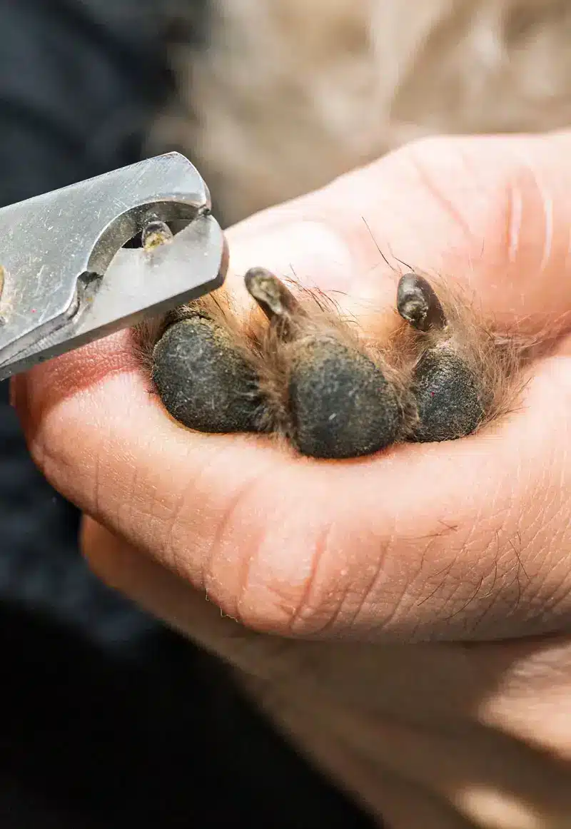 Comment couper les griffes de son chien | Pitou Minou et Compagnons