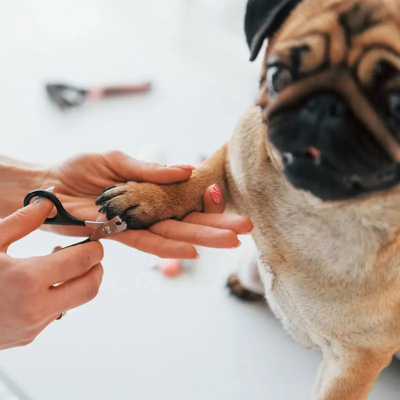 Comment couper les griffes de son chien | Pitou Minou et Compagnons