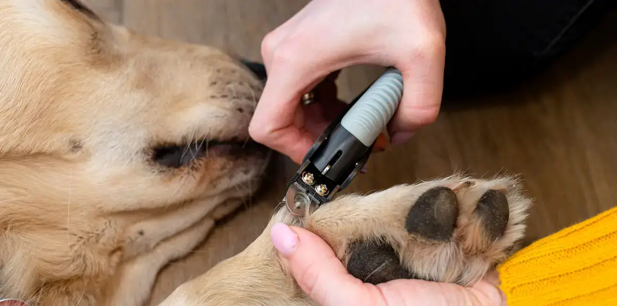 Comment couper les griffes de son chien | Pitou Minou et Compagnons