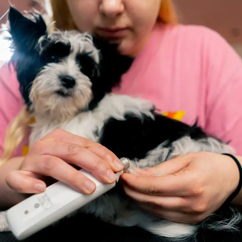 Comment couper les griffes de son chien | Pitou Minou et Compagnons