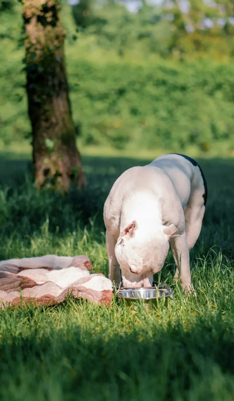 Nourriture crue pour chiens | PITOU MINOU & COMPAGNONS