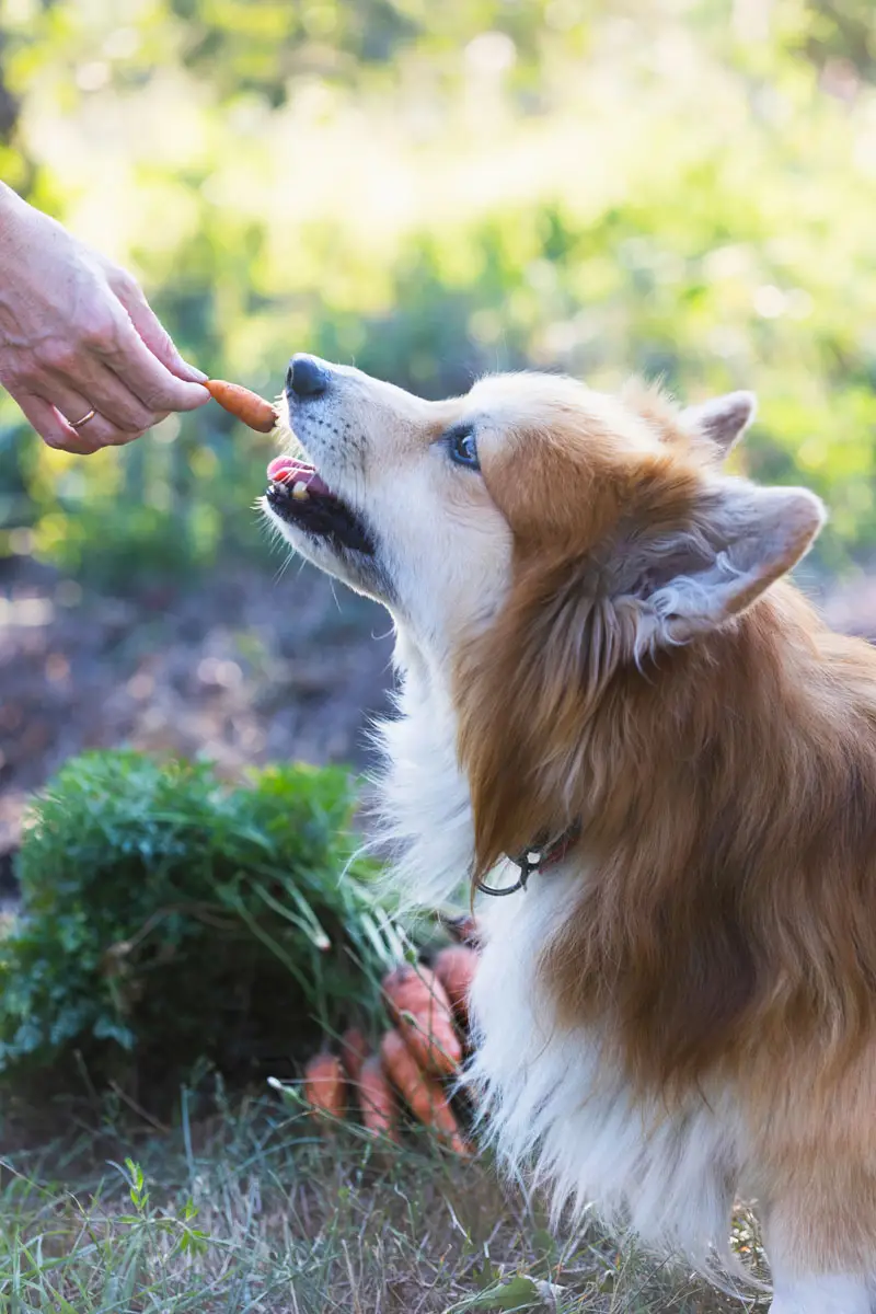 Nourriture crue pour chiens | PITOU MINOU & COMPAGNONS