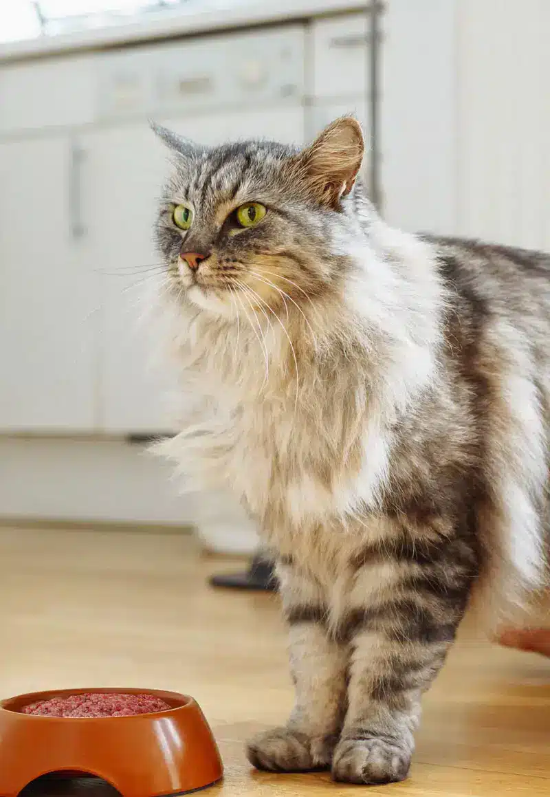 Nourriture crue pour chiens et chats | PITOU MINOU & COMPAGNONS