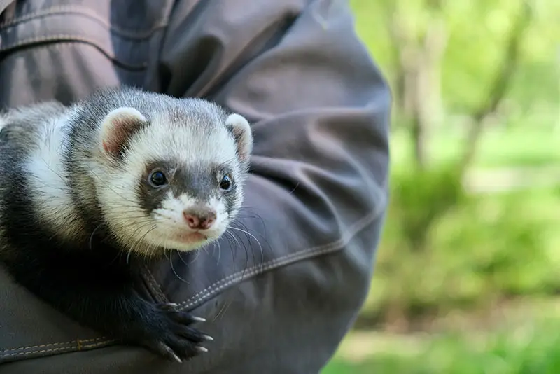 Homme et son furet animal de compagnie | PITOU MINOU & COMPAGNONS