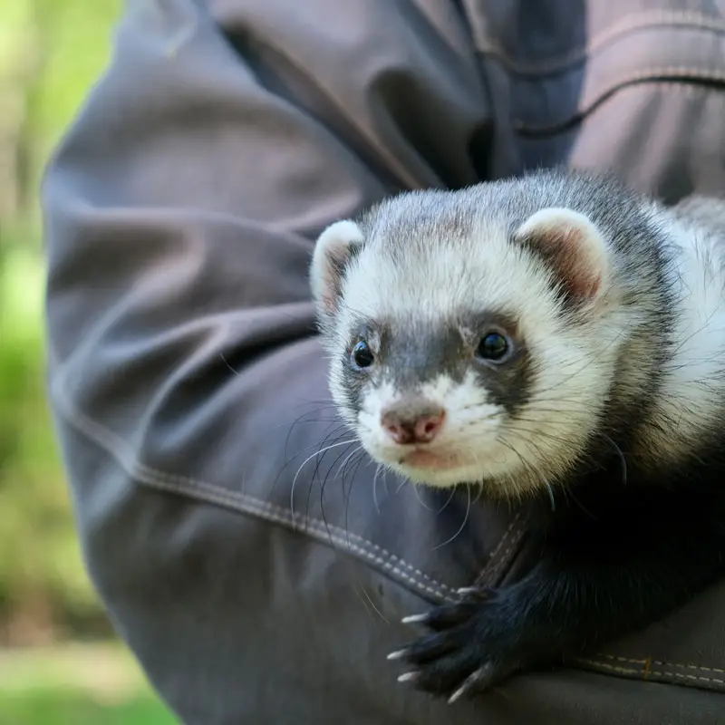 Homme et son furet animal de compagnie | PITOU MINOU & COMPAGNONS