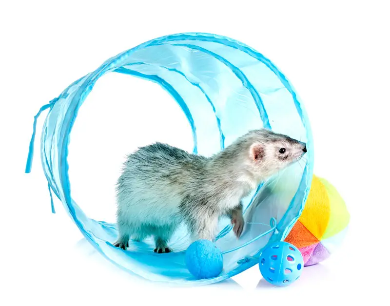 Jouets de furet animal de compagnie | PITOU MINOU & COMPAGNONS