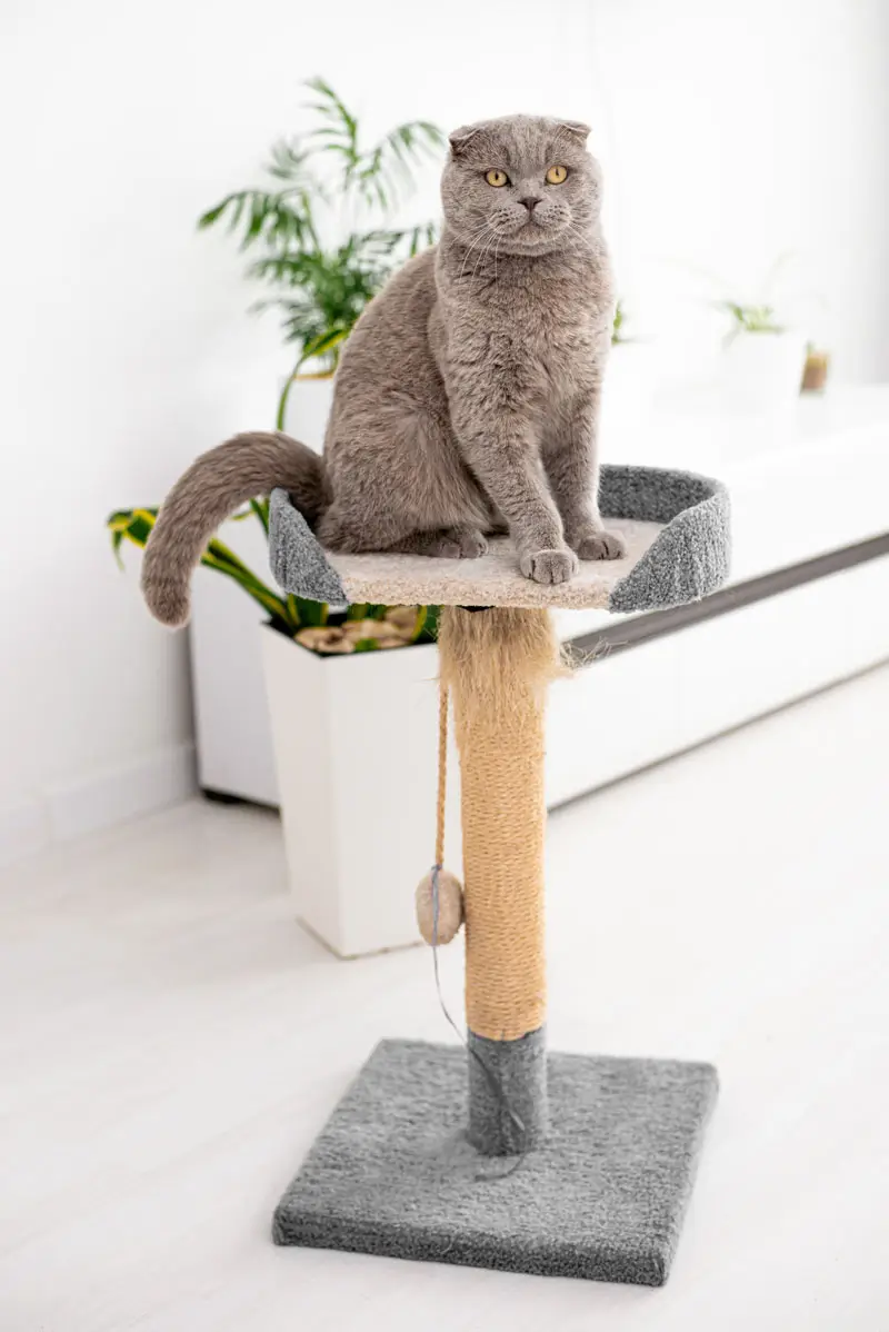 Griffoir pour chat | Pitou Minou et Compagnons