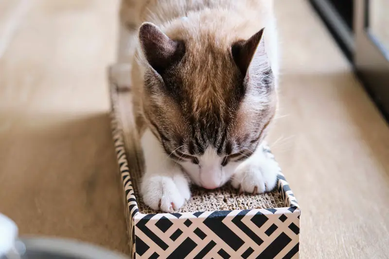 Griffoir pour chat | Pitou Minou et Compagnons