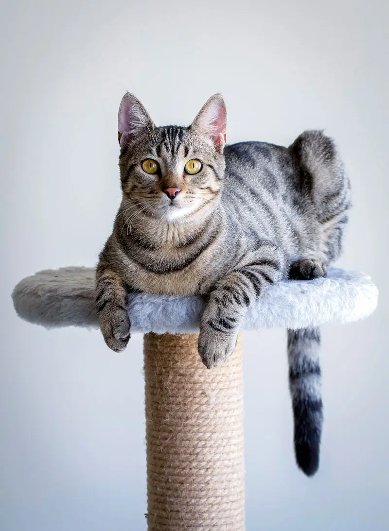Griffoir pour chat | Pitou Minou et Compagnons