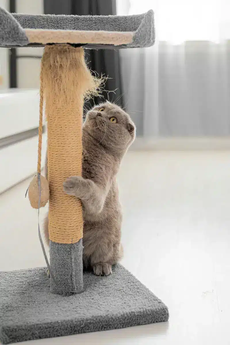 Griffoir pour chat | Pitou Minou et Compagnons